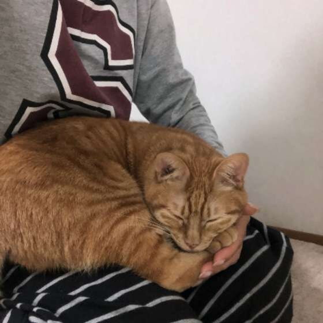 猫が飼い主の体に乗ってくる4つの理由 顔やお腹など 場所によっても違うの ねこのきもちweb Magazine 猫が飼い主の体に乗ってくる4つの理由 顔やお腹など 場所によっても違うの ねこのきもちweb Magazine