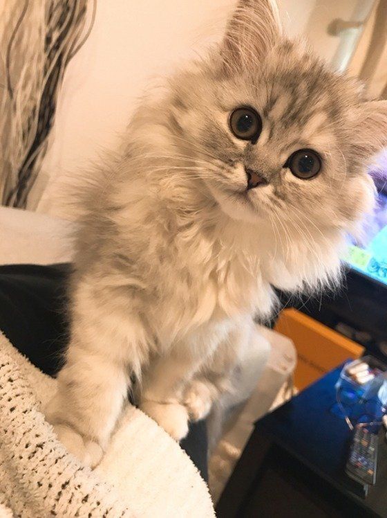 ねこのきもち投稿写真ギャラリー