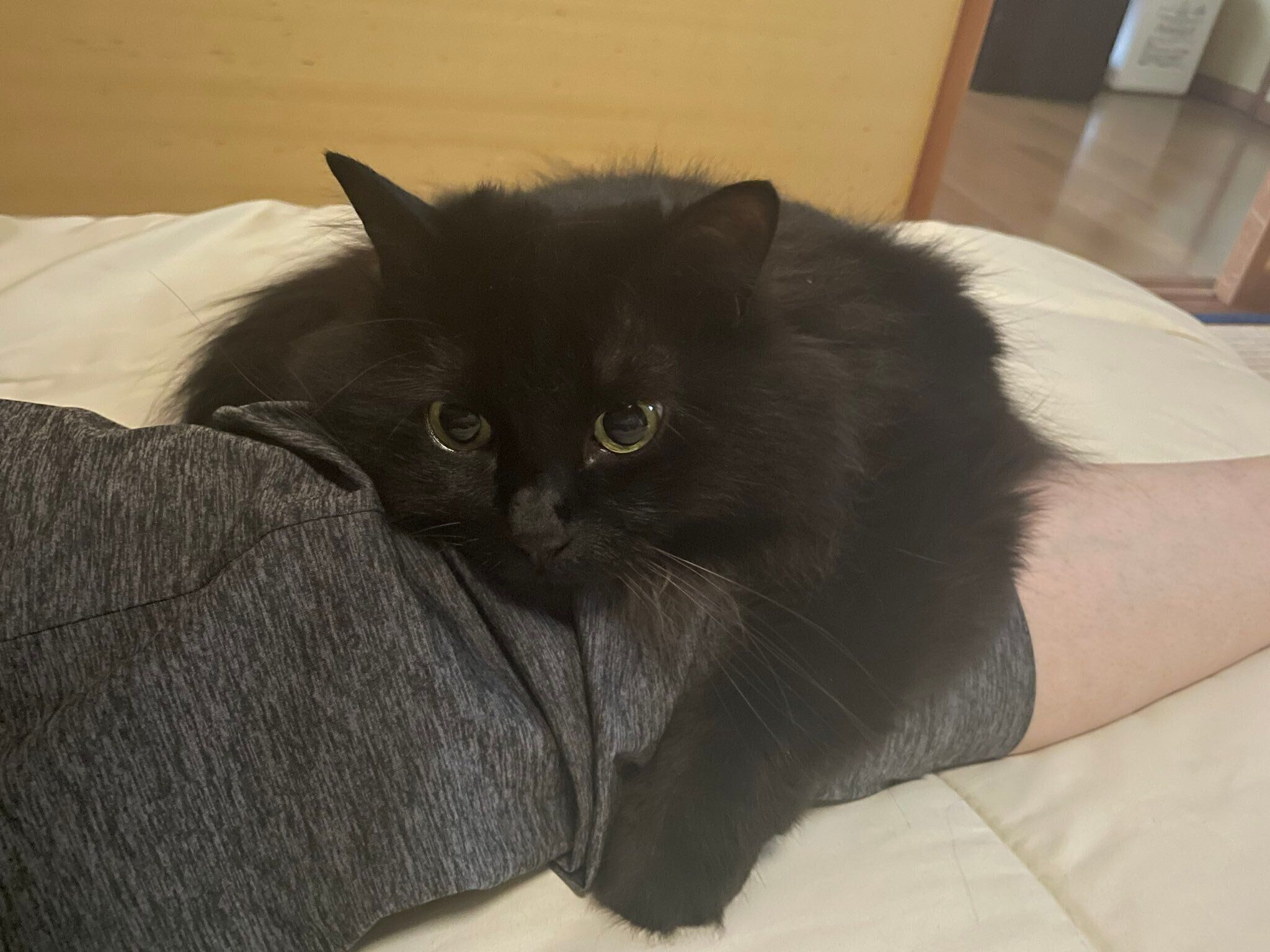 飼い主さんの足をギュッと掴むさぬき丸さん