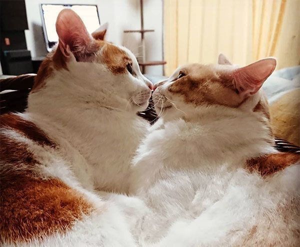 鼻チューする猫