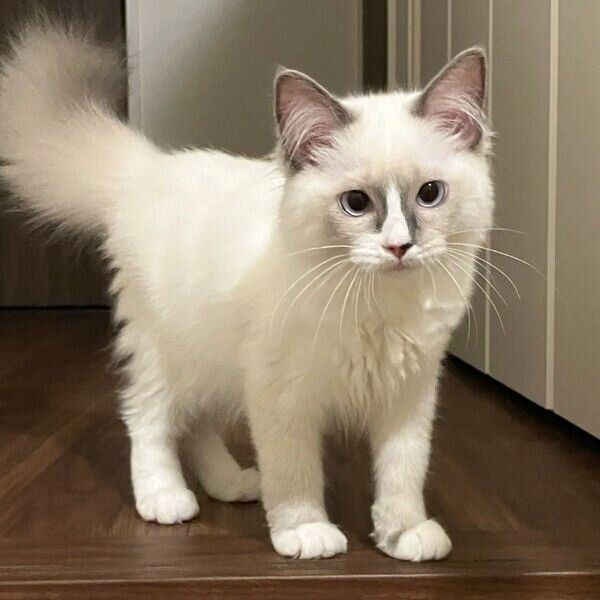 お迎え当時のましろちゃん