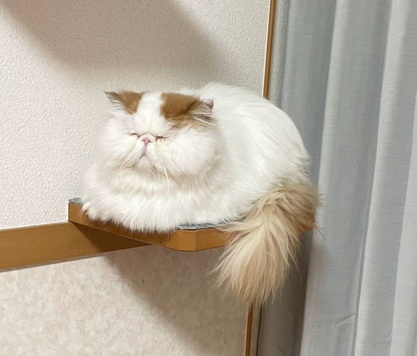 キャットウォークで眠るもけちゃん