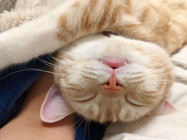 眠るういろちゃん