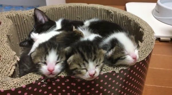 あご乗せする猫