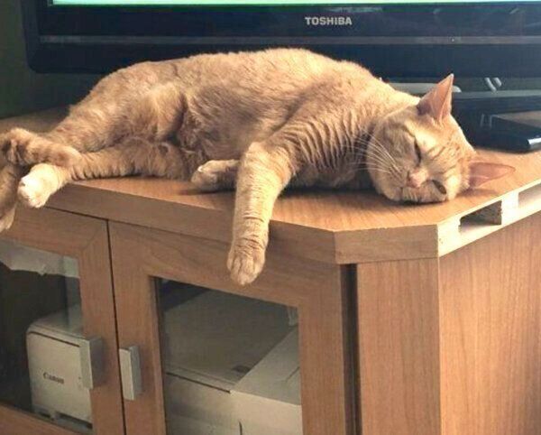 テレビ台の上でくつろぐポン子ちゃん