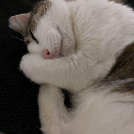 丸まって眠る茶白猫
