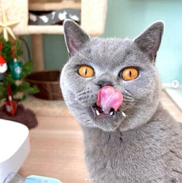 見つめるトロくん