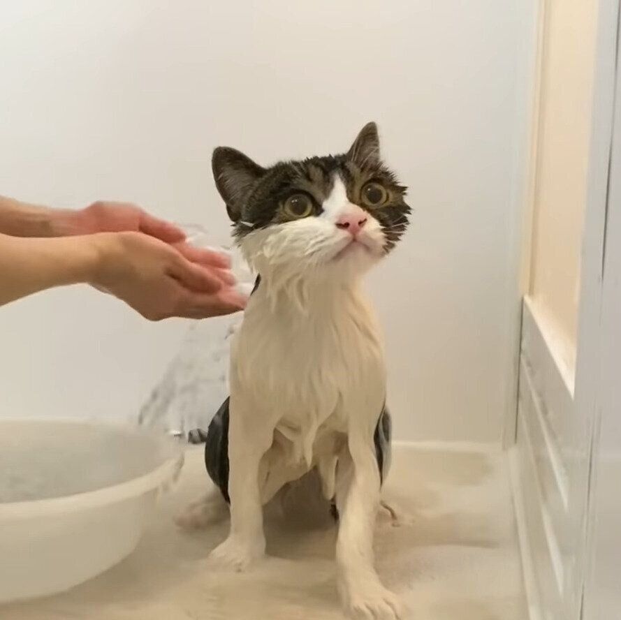 洗ってもらっているうま次郎ちゃん