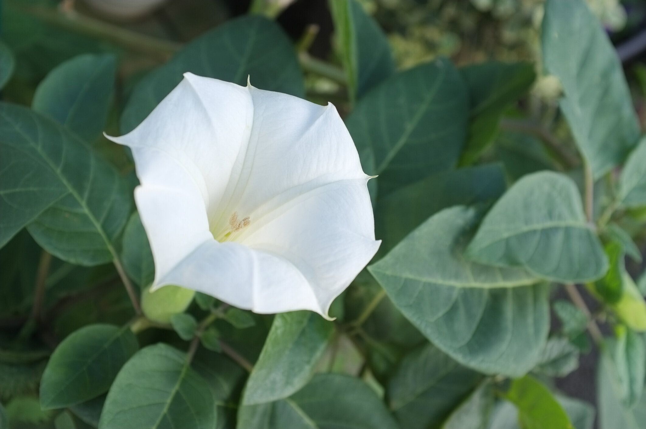 白ダトゥライノシアの花
