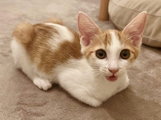 飼い主さん宅にやって来た頃のおさかなくん