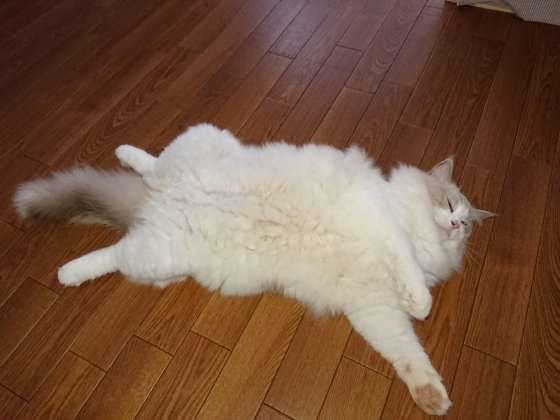 ラグドールのシーブルーくん