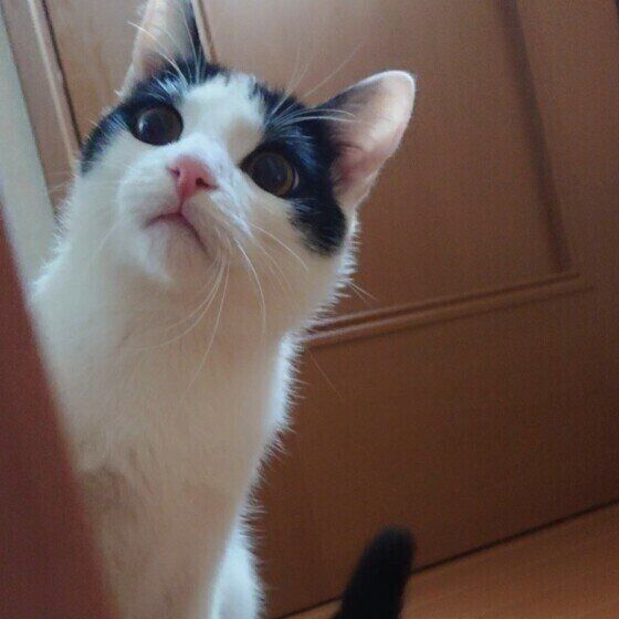 ご飯を待つ日本ねこ（オス）