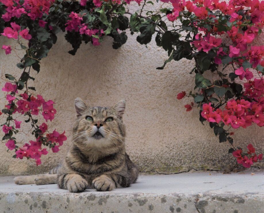 (c)Mitsuaki Iwago　初めて会ったときから「特別」だったドメニコ