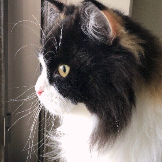 ニャルソックするマンチカン