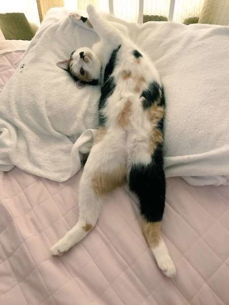 めめちゃんのグラビアポーズ