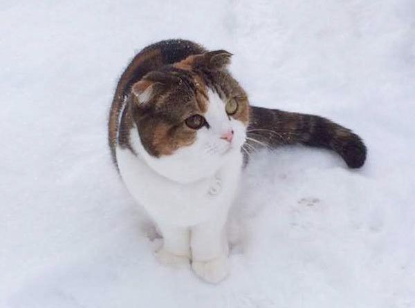 雪の中の猫