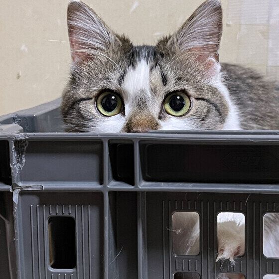 警戒して隠れる猫