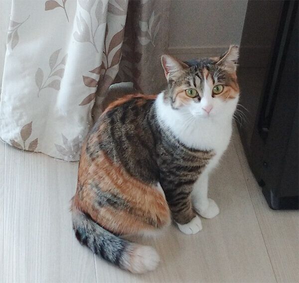 毛がモフモフになった凛ちゃん