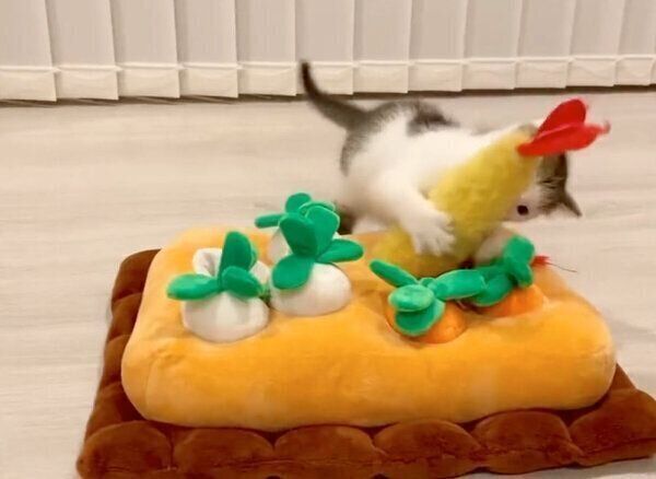 おもちゃの「えび天」を掴むセロイくん