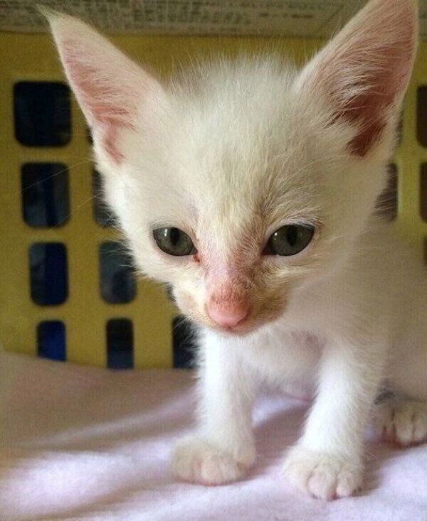 保護当時のハク様