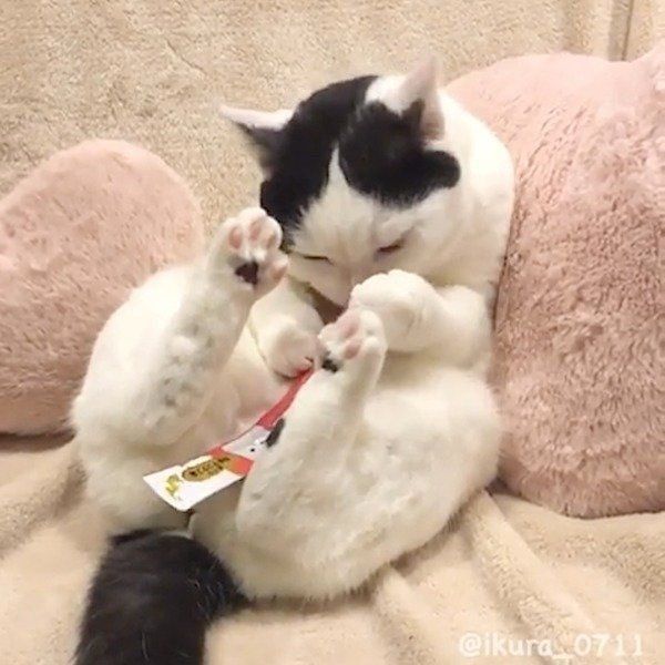 ちゅ〜る大好きな猫