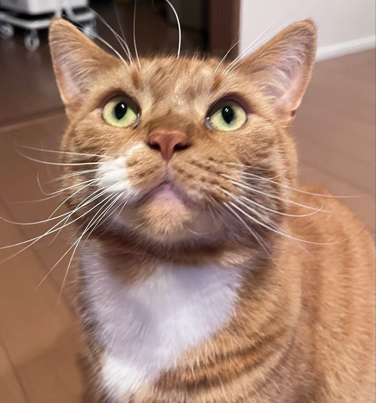 こちらは、起きているときのかわいい顔をするめんまくん