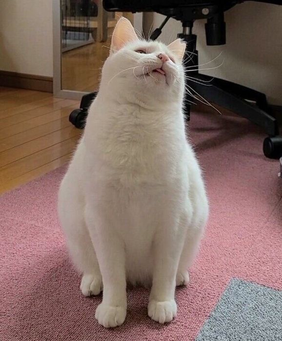 ふっくらまんまるのおもちちゃん