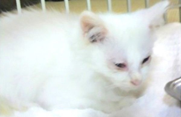 元保護猫・風ちゃん