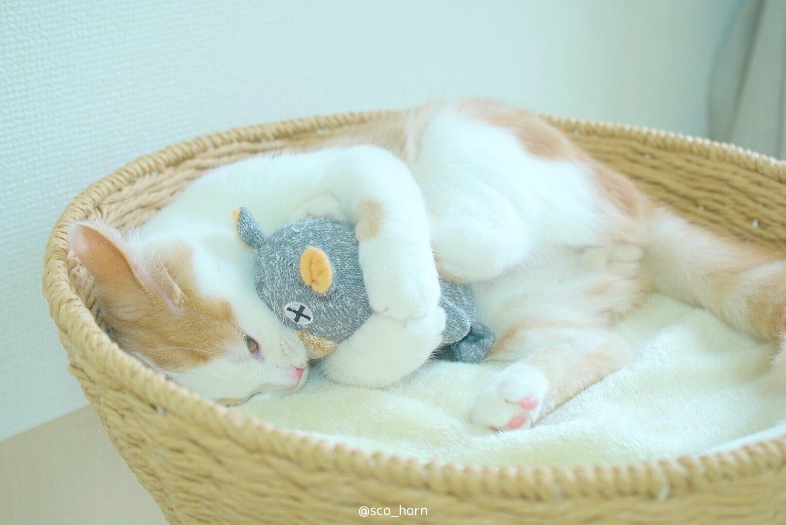 ぬいぐるみを抱きしめるホルンくん（スコティッシュフォールド、オス）