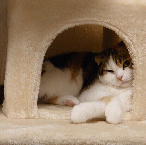 くつろぐスコティッシュフォールド