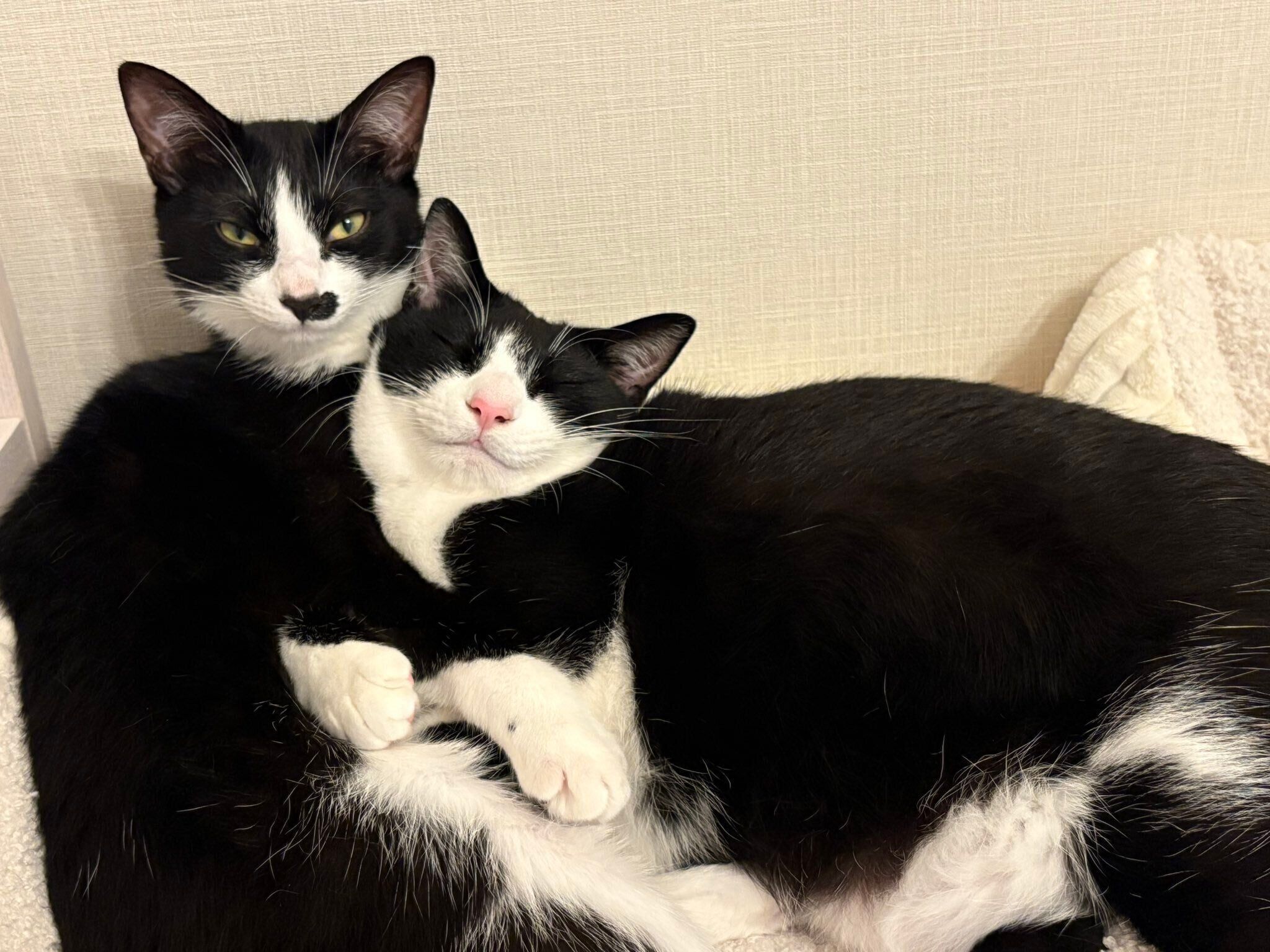 大好きな依灯ちゃんにくっつきウットリ顔になる結灯くん