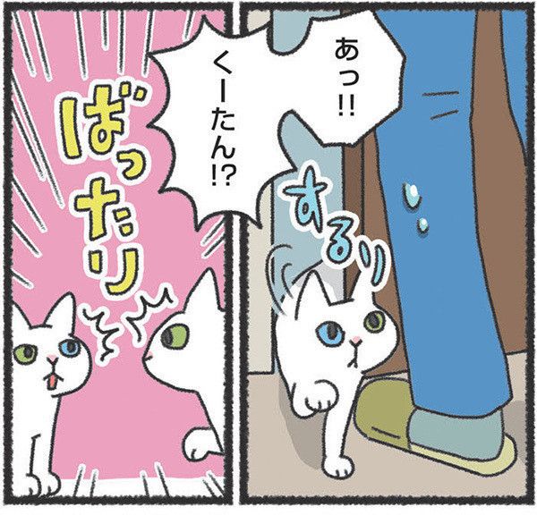 先住猫と新入り猫がばったり