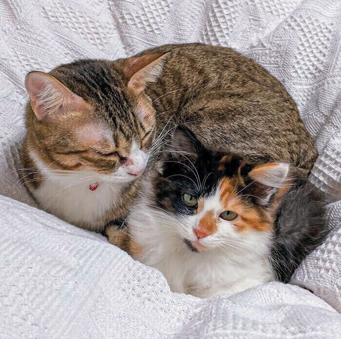 パムクちゃんとプナルちゃん