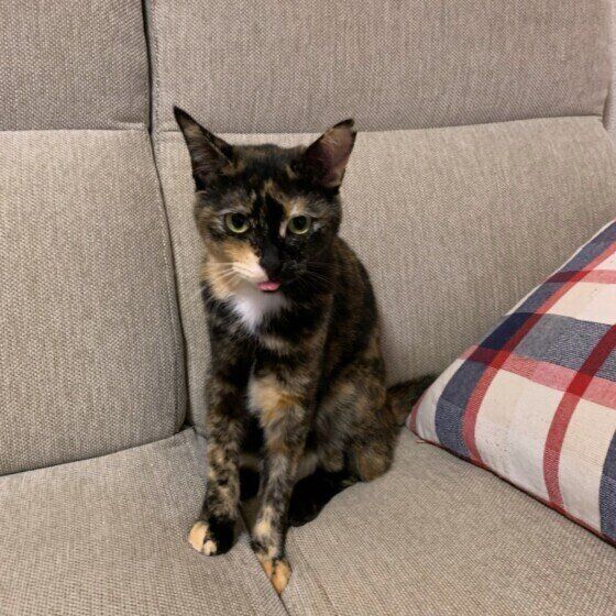 舌をしまい忘れるサプリちゃん