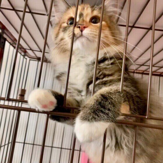 ケージに入るノルウェージアンフォレストキャット