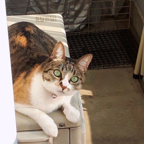 室外機の上で日向ぼっこをするヒメちゃん