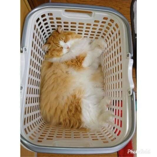 洗濯カゴ大好き（ラガマフィン、メス）