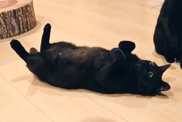 寝転がる墨太くん