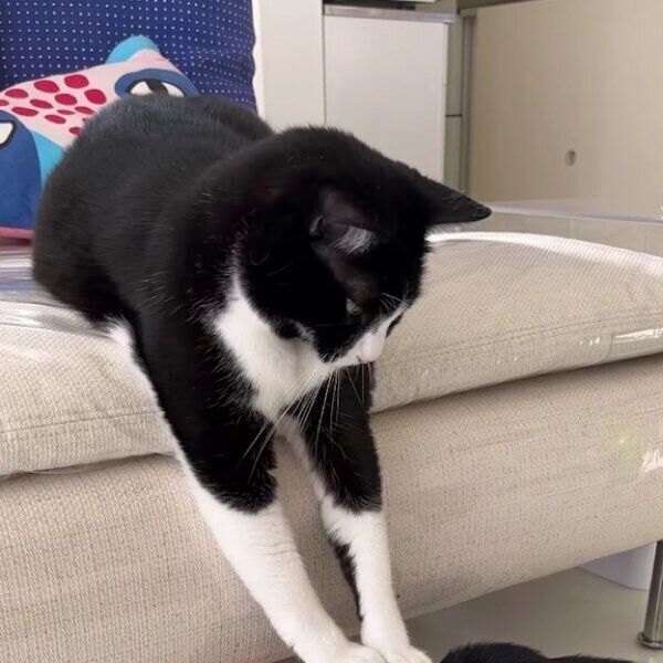 豆太郎くんを押さえ込むはなおくん