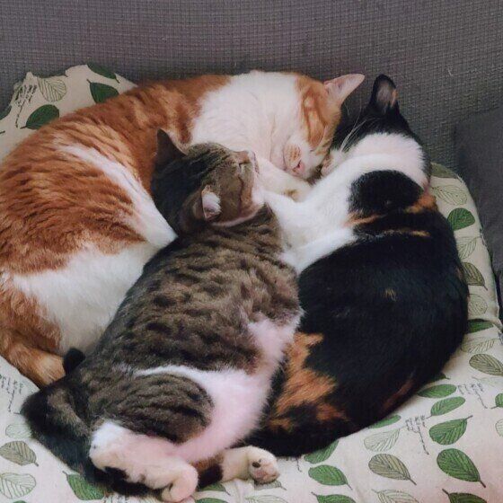 MIXキジトラのももちゃん