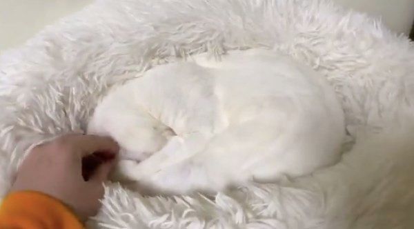 クッションと同化する麿白ちゃん