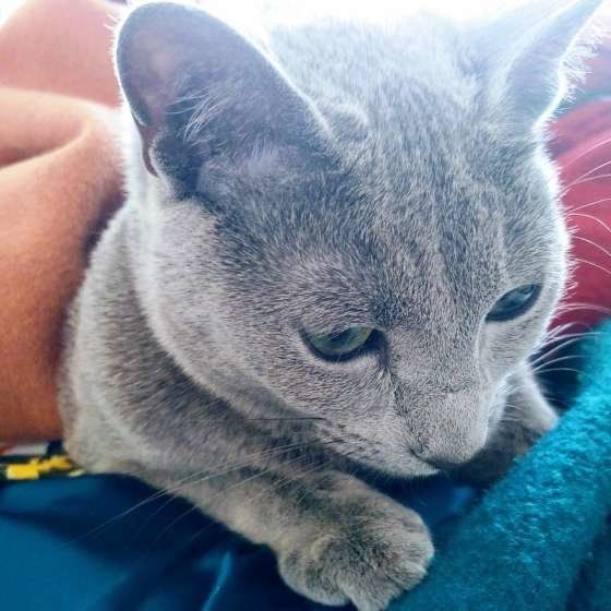 フミフミするロシアンブルー