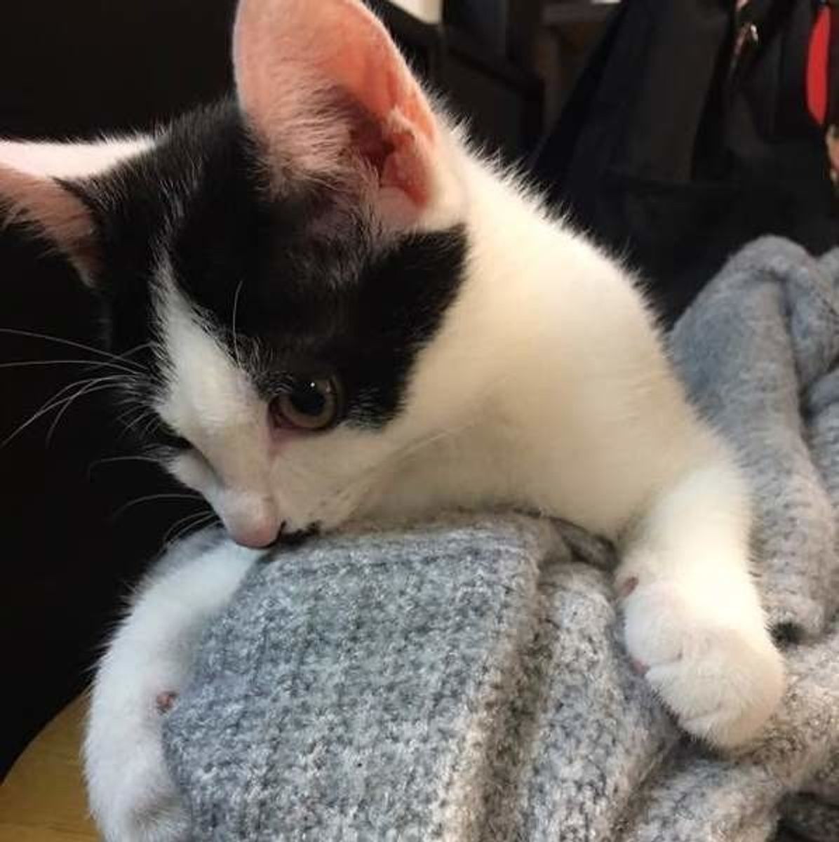 ねこの留守番どうしたらいい 留守番に慣れさせるアイデアをご紹介 ねこのきもちweb Magazine ねこの留守番どうしたらいい 留守番に慣れさせるアイデアをご紹介 ねこのきもちweb Magazine