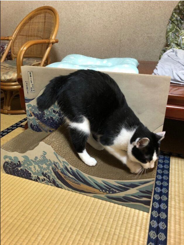 ＠sugaryamaさんの愛猫