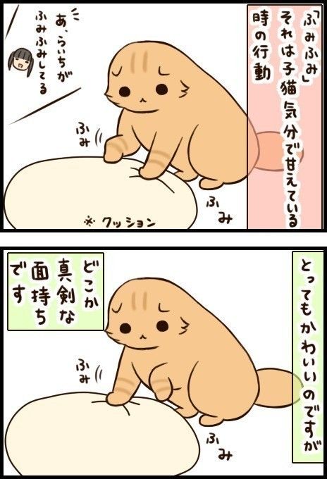 「もふもふスコたん」33話め