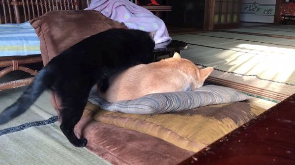 犬を踏んづける猫