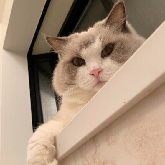 下をのぞくラグドール