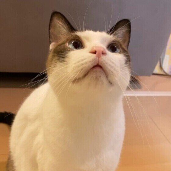 ごはん待ちの藍太郎ちゃん