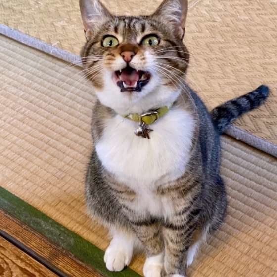 遊んでアピールするをする猫