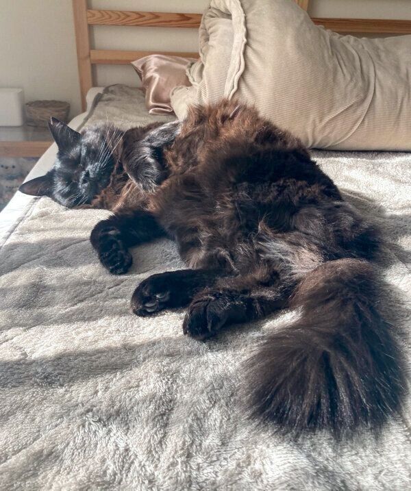 お昼寝するもんちゃん